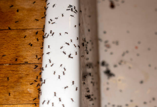 Best Emergency Pest Control  in Freer, TX