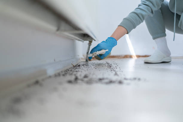Best Flea Control Services  in Freer, TX